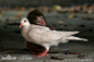 一只与妈妈走失的小猴子，对这个世界既充满了恐惧，又满怀着希望，它深情地拥着白鸽，体验着这个世界；白鸽没有害怕和抗拒，它用接纳回应着这只孤独的小猴子。爱无疆，谁说过爱只存在于人类？

