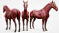 马骨骼肌肉解剖模型 HORSE ECORCHE 3D Models