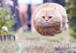 全球奇闻趣事：那是一坨飞奔的猫。。。