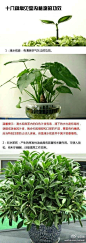 十八种常见室内植物的功效，给自己的家挑一款合适的植物吧~