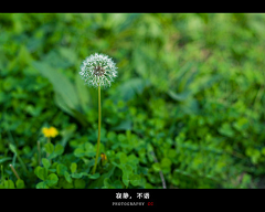小灵子at-17采集到Flowers