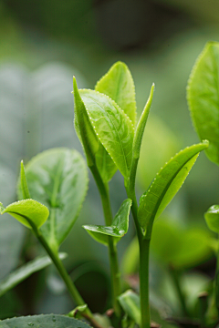 藏丘采集到素材：茶