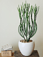 Euphorbia leucodendron: