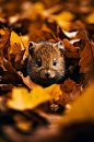 AI数字艺术秋景中的动物摄影图片-众图网