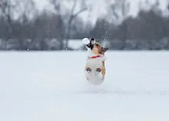 点击来源直接获取大图文件 |cute corgi dog puppy runs in the winter New Year's park and jumps for a white snowball
