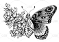 蝴蝶纹身设计与花。蝴蝶诞生。