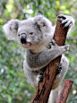 树袋熊,澳大利亚,特写,垂直画幅,灰色,可爱的,一只动物,哺乳纲,布里斯班,有袋亚纲