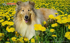 小花xiaohua采集到牧羊犬