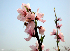 小C菜花采集到花（桃花）