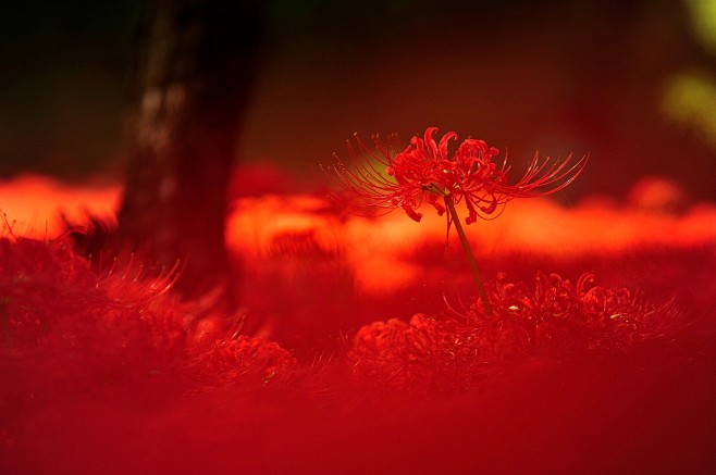 花开彼岸本无岸，魂落忘川犹在川，醉里不知...