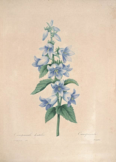 yesigrid采集到Choix des plus belles fleurs
