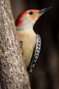 Red-bellied Woodpecker, York County, PA.jpg