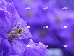 背景 美丽的 美丽 全高清壁纸 盛开 绽放 开花 模糊 植物