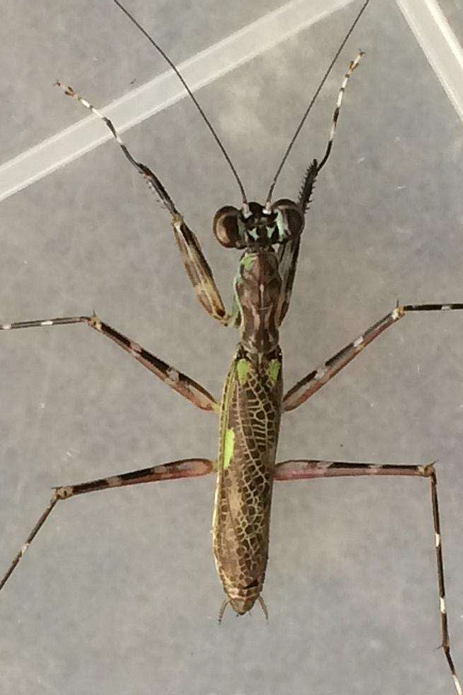 螳螂目·怪足螳总科:怪螳
