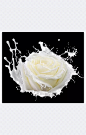 牛奶玫瑰花png 滤色模式 |牛奶,奶花,玫瑰,花朵,白色花朵,动态牛奶,液体,滤色模式,效果元素,设计元素