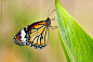 Striped Tiger by Balan Vinod on 500px