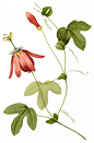 国外手绘植物花朵大全图片_1446x2200
点击浏览下一张：国外手绘植物花朵大全图片