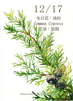 撒雪花的菇凉采集到生日花
