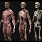 Human Anatomy Kit, Farzin Izadyar : Gumroad: https://gum.co/oCUpt

More shots here: https://www.artstation.com/artwork/lVnwX5

Also here is my Anatomy Instructor: https://www.artstation.com/amir_fine_art