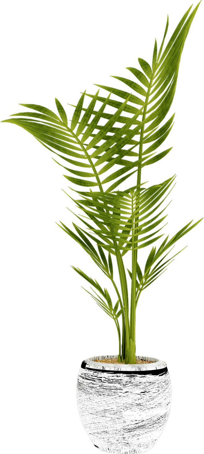 绿植散尾葵1