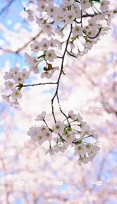 樱花 花瓣 春天 手机壁纸 中国 鲜花 春天的花朵 大自然 植物