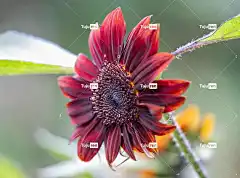 巧克力向日葵 花 花园 花瓣 盛开 开花 花卉背景 花壁纸
