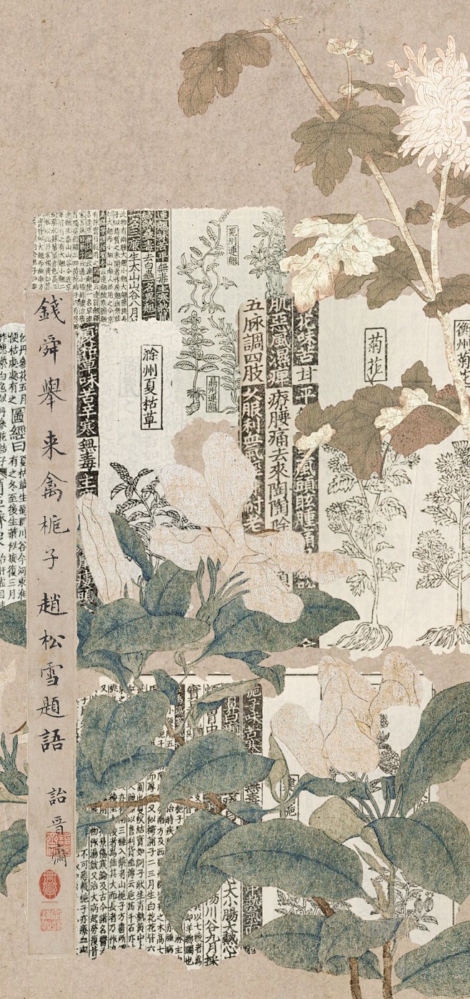 琯朗壁纸｜清热解毒
“菊花味苦，甘平无毒...