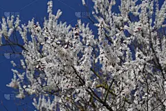 春天开花的树。杏花的传粉。花园里盛开的野杏