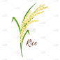 谷类食品,稻,农业,食品,熟的,稻田,玉米,植物,草图,绘制