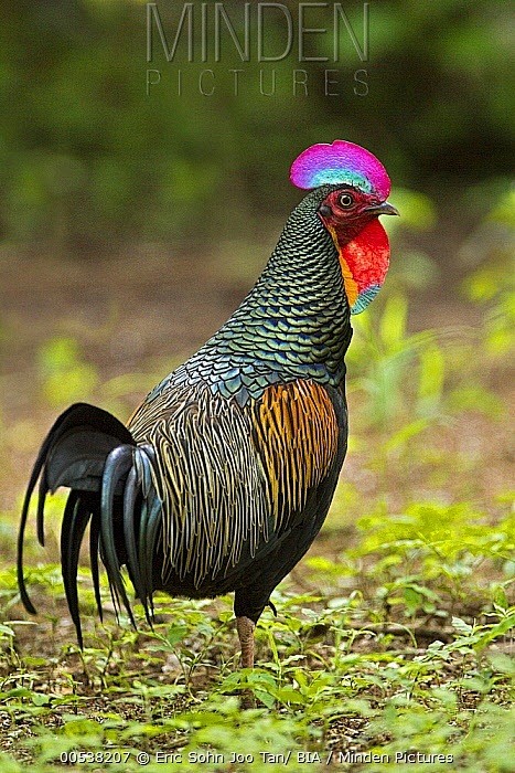 绿原鸡（Gallus varius）