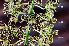 兰花 黄色 斑 花 植物 花卉背景 自然 开花 花瓣 花壁纸