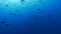 克里奥尔鱼群在海面下游泳
