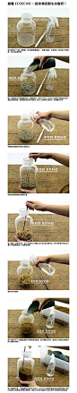 植物_苔藓_sunshine海岸图片专辑-堆糖网