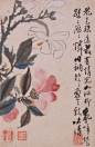 石涛——《花卉册》之【花色殊途最有情，宛如绿柳乱啼莺。踈踈历历怜因调，款款盈盈致味清】玉兰 花卉册页欣赏  |  
明末清初|石涛(1642-1708)，原姓朱名若极，桂林人祖籍凤阳，小字阿长，僧法号元济、原济，自称苦瓜和尚。别号枝下叟、济山僧、石道人、一枝阁、大涤子、清湘老人、瞎尊者等。与弘仁、髡残、朱耷合称"清初四僧"。工诗善书画山水兼兰竹。广师历代画家之长。是中国绘画史上一位十分重要人物。
