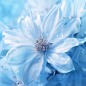 白花，蓝色花朵，花朵背景，花，背景素材，蓝色背景