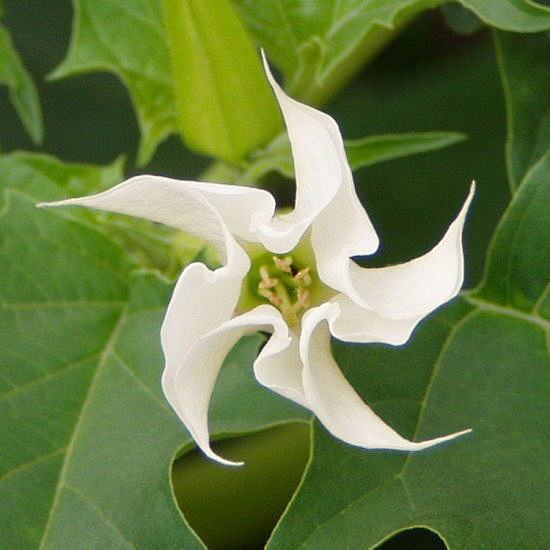 摩柯曼陀罗花,曼殊沙花,摩柯曼殊花),此花在印度向来被视为天界的花