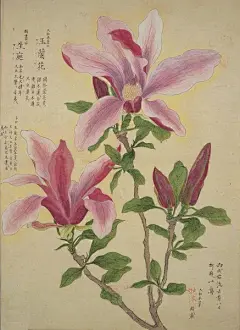 立春：三候望春。 霓裳片片晚妆新，束素亭亭玉殿春。 已向丹霞生浅晕，故将清露作芳尘。明·睦石《玉兰》