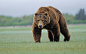 动物熊棕熊 - 壁纸（#2742882）/ Wallbase.cc #野生动物#