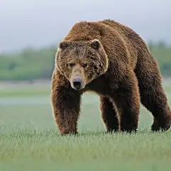 动物熊棕熊 - 壁纸（#2742882）/ Wallbase.cc #野生动物#