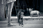 【店门口的狗】在巴塞隆纳的哥德区（Gothic Quarter），两只狗儿在冰沙店门口的遮荫处等著妈妈出来。 Photograph by Jarod Ronald Pace   我喜欢看「国家地理每日精选」 http://dili.bdatu.com/down/ 