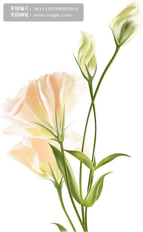 白色花朵花苞矢量素材