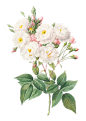 flowering-rosebush_53876-89133