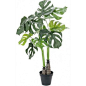 Swiss cheese plant from Plants4Presents Tropical tree micro trend spring 2015