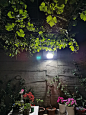 夜幕下的小院，自从喜欢养花，一有空就喜欢待在自己院子里，整理花花草草，可以一整天不出门 - 小红书