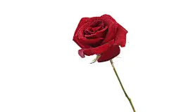 love，爱情，鲜花，情侣，玫瑰花，花朵，情人节背景，七夕节背景，爱情，女生节背景，红色玫瑰花，妇女节背景，情人节背景，818A5033 – 饿狐背景网站-微距高清设计素材免费图片下载海报壁纸摄影背景素材，背景图，背景墙，背景板，背景图片，背景纹理，背景板设计，背景材质，背景大图