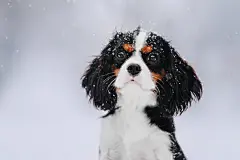 点击来源直接获取大图文件 |在冬季散步的骑士查理王小猎犬