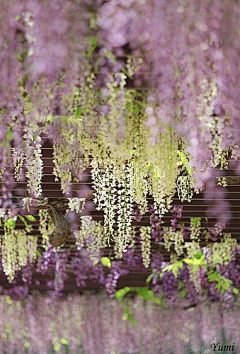 嫃忧采集到灿若春花