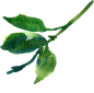 水彩芙蓉花卉艺术PNG免扣素材