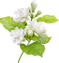 jasmine-flower-and-leaf-symbol-of-mothers-day-in-thailand-png.png (1822×1920)