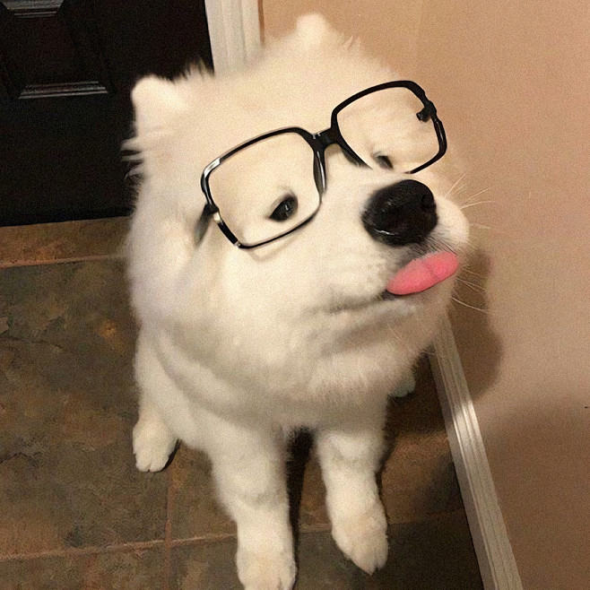 狗狗 汪星人